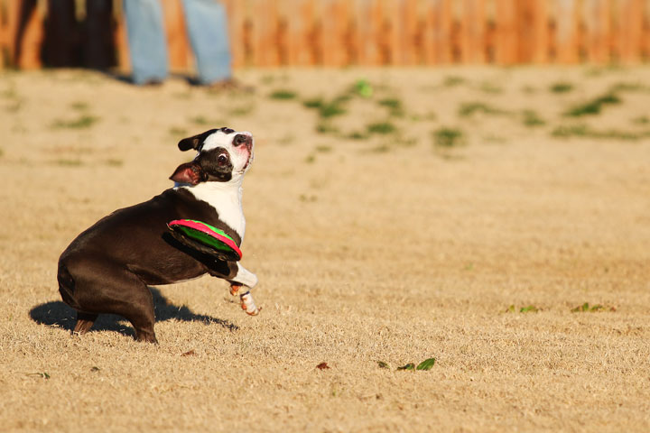 Make It or Miss It? Guess whether this Boston Terrier catches the frisbee! kevinandamanda.com