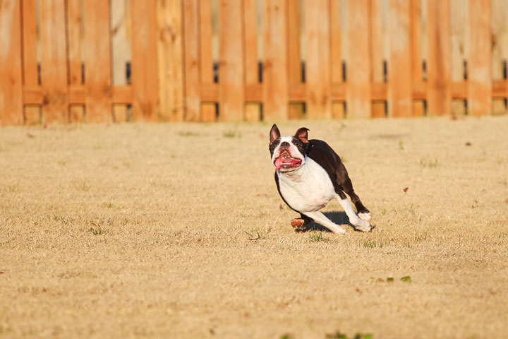 Make It or Miss It? Guess whether this Boston Terrier catches the frisbee! kevinandamanda.com