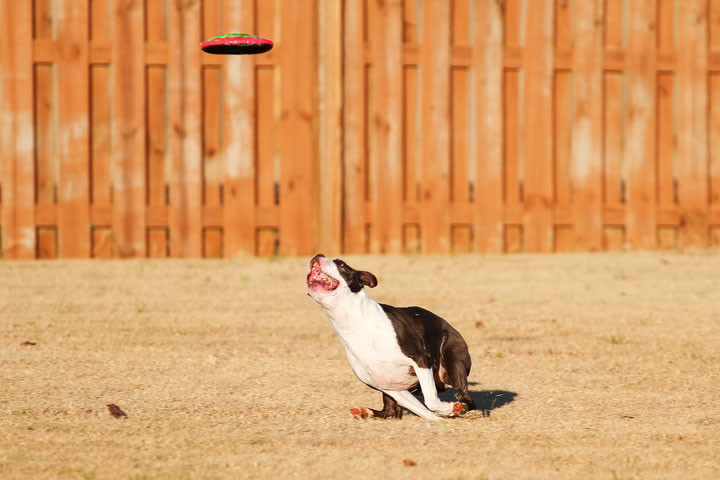 Make It or Miss It? Guess whether this Boston Terrier catches the frisbee! kevinandamanda.com