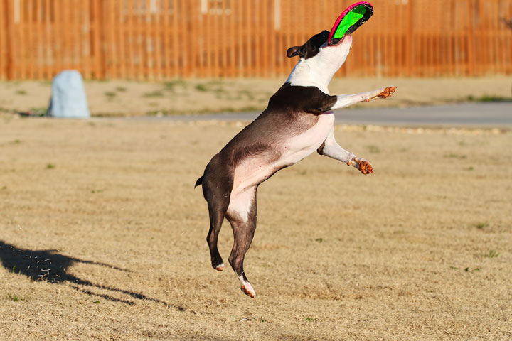 Make It or Miss It? Guess whether this Boston Terrier catches the frisbee! kevinandamanda.com