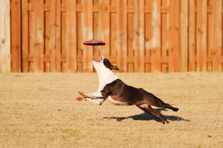 Make It or Miss It? Guess whether this Boston Terrier catches the frisbee! kevinandamanda.com