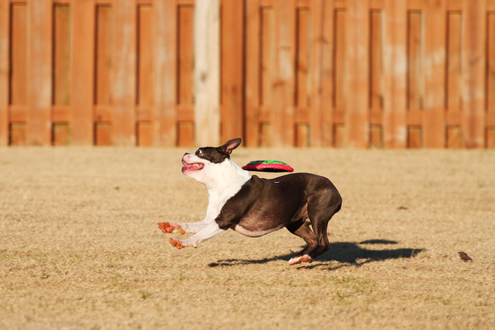 Make It or Miss It? Guess whether this Boston Terrier catches the frisbee! kevinandamanda.com