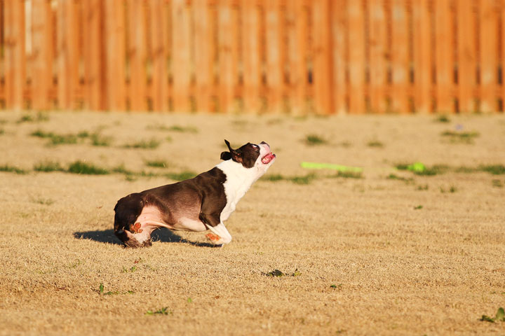 Make It or Miss It? Guess whether this Boston Terrier catches the frisbee! kevinandamanda.com