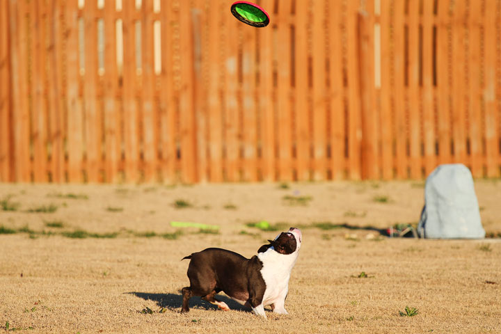 Make It or Miss It? Guess whether this Boston Terrier catches the frisbee! kevinandamanda.com