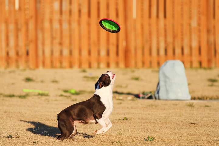 Make It or Miss It? Guess whether this Boston Terrier catches the frisbee! kevinandamanda.com