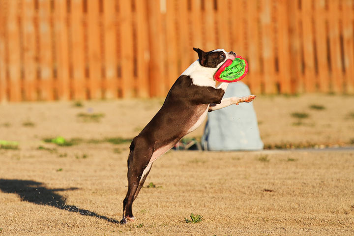 Make It or Miss It? Guess whether this Boston Terrier catches the frisbee! kevinandamanda.com