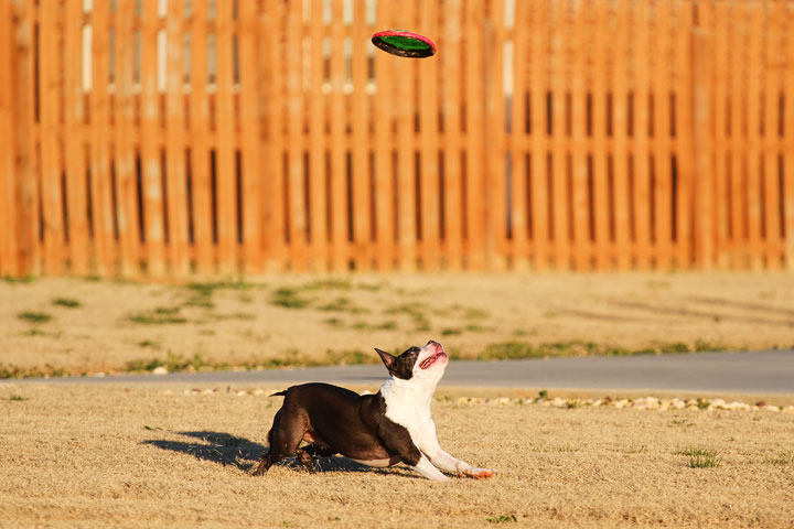 Make It or Miss It? Guess whether this Boston Terrier catches the frisbee! kevinandamanda.com