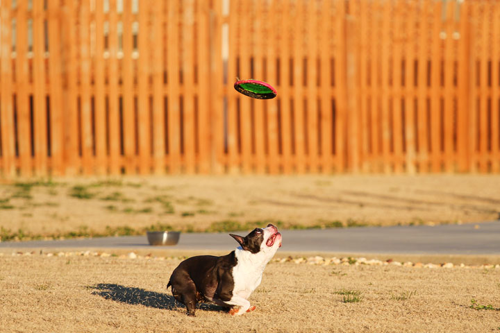 Make It or Miss It? Guess whether this Boston Terrier catches the frisbee! kevinandamanda.com