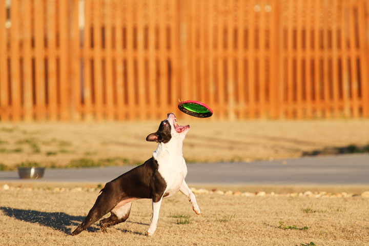 Make It or Miss It? Guess whether this Boston Terrier catches the frisbee! kevinandamanda.com