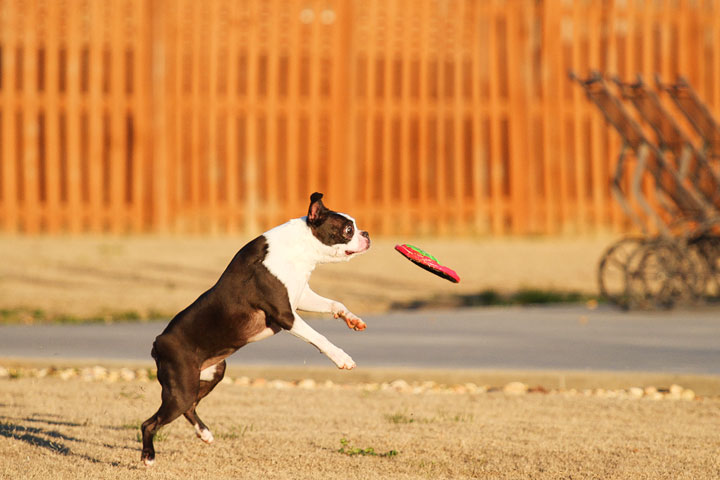 Make It or Miss It? Guess whether this Boston Terrier catches the frisbee! kevinandamanda.com