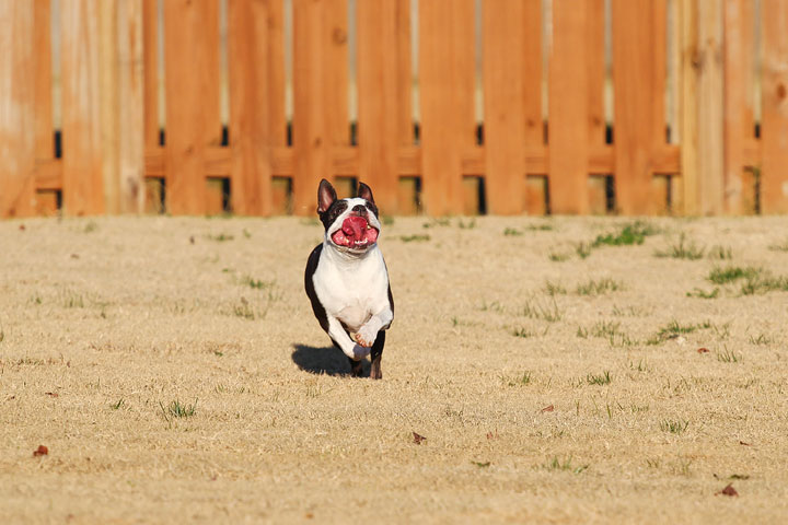 Make It or Miss It? Guess whether this Boston Terrier catches the frisbee! kevinandamanda.com