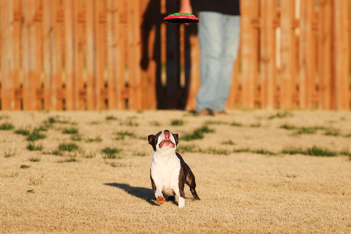 Make It or Miss It? Guess whether this Boston Terrier catches the frisbee! kevinandamanda.com