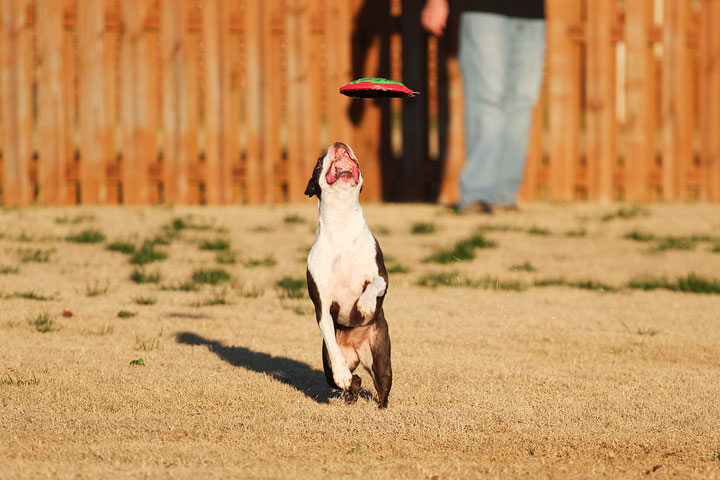 Make It or Miss It? Guess whether this Boston Terrier catches the frisbee! kevinandamanda.com