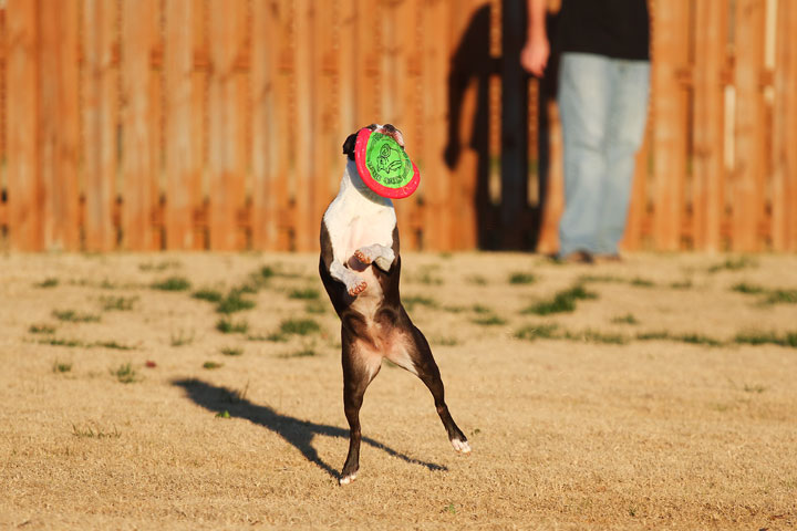 Make It or Miss It? Guess whether this Boston Terrier catches the frisbee! kevinandamanda.com