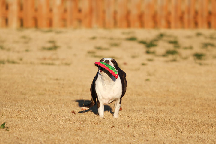 Make It or Miss It? Guess whether this Boston Terrier catches the frisbee! kevinandamanda.com