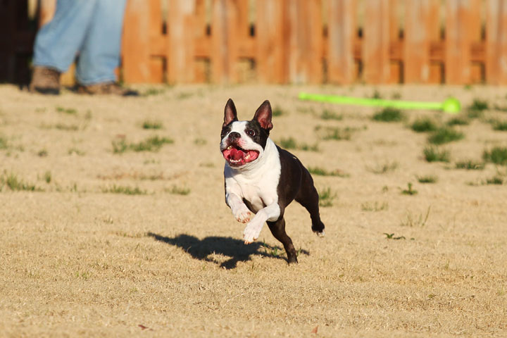 Make It or Miss It? Guess whether this Boston Terrier catches the frisbee! kevinandamanda.com