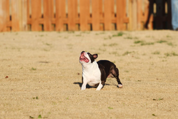 Make It or Miss It? Guess whether this Boston Terrier catches the frisbee! kevinandamanda.com