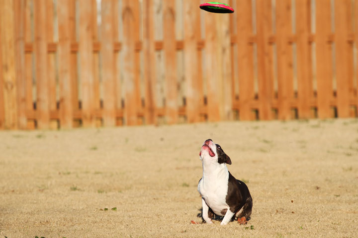 Make It or Miss It? Guess whether this Boston Terrier catches the frisbee! kevinandamanda.com