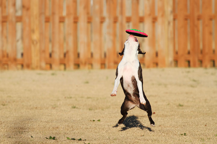 Make It or Miss It? Guess whether this Boston Terrier catches the frisbee! kevinandamanda.com