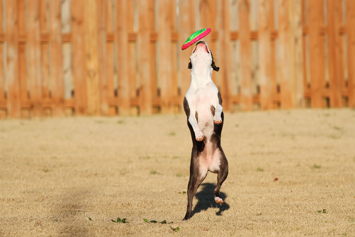 Make It or Miss It? Guess whether this Boston Terrier catches the frisbee! kevinandamanda.com