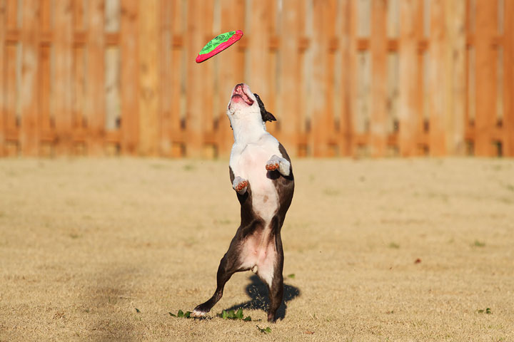 Make It or Miss It? Guess whether this Boston Terrier catches the frisbee! kevinandamanda.com