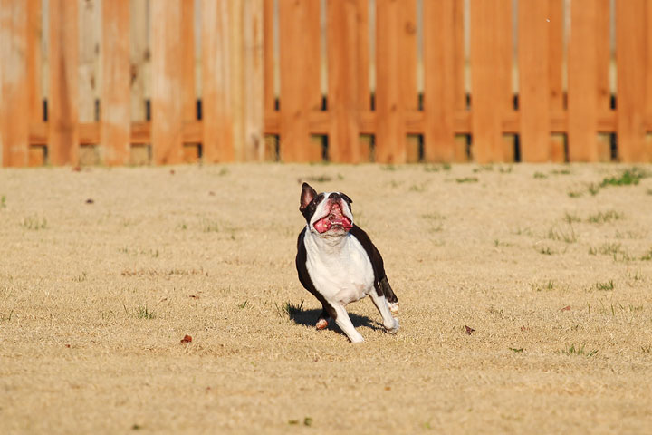 Make It or Miss It? Guess whether this Boston Terrier catches the frisbee! kevinandamanda.com