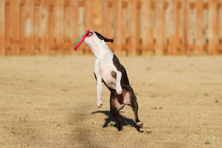 Make It or Miss It? Guess whether this Boston Terrier catches the frisbee! kevinandamanda.com