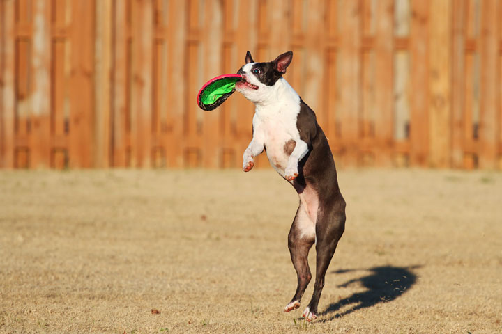 Make It or Miss It? Guess whether this Boston Terrier catches the frisbee! kevinandamanda.com