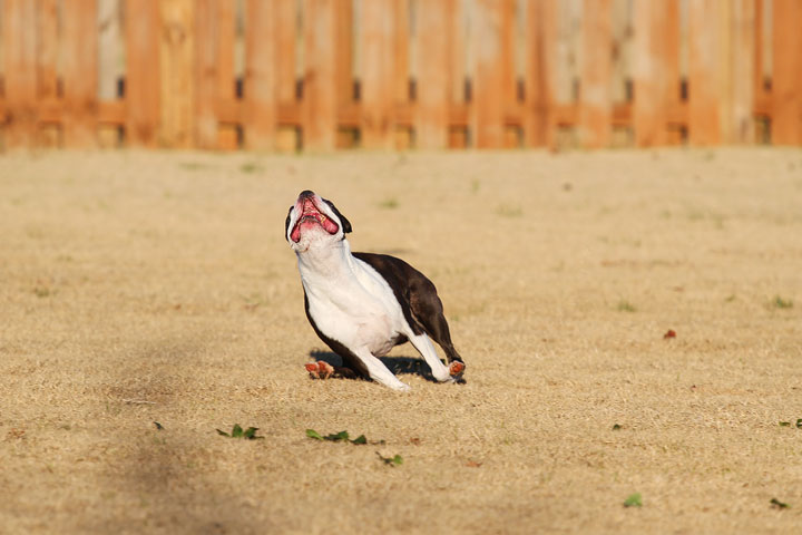 Make It or Miss It? Guess whether this Boston Terrier catches the frisbee! kevinandamanda.com