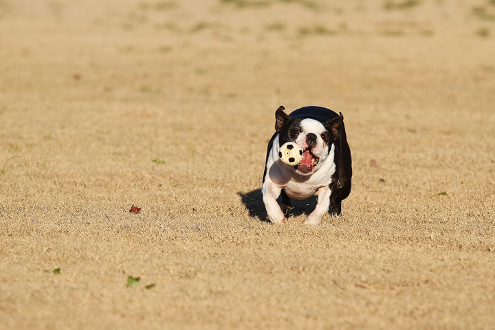 Make It or Miss It? Guess whether this Boston Terrier catches the frisbee! kevinandamanda.com