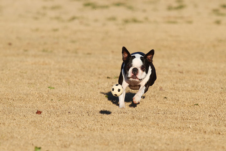 Make It or Miss It? Guess whether this Boston Terrier catches the frisbee! kevinandamanda.com