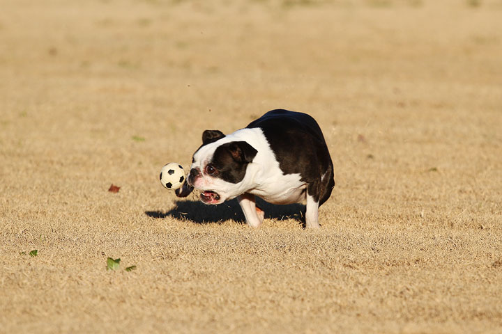 Make It or Miss It? Guess whether this Boston Terrier catches the frisbee! kevinandamanda.com