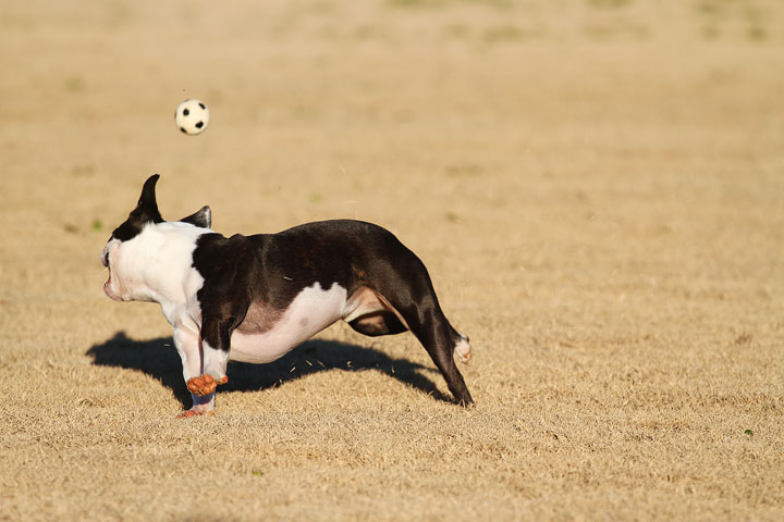 Make It or Miss It? Guess whether this Boston Terrier catches the frisbee! kevinandamanda.com