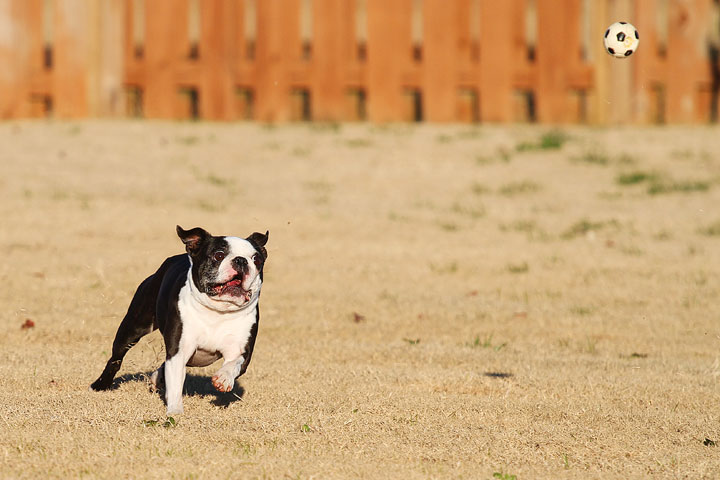 Make It or Miss It? Guess whether this Boston Terrier catches the frisbee! kevinandamanda.com