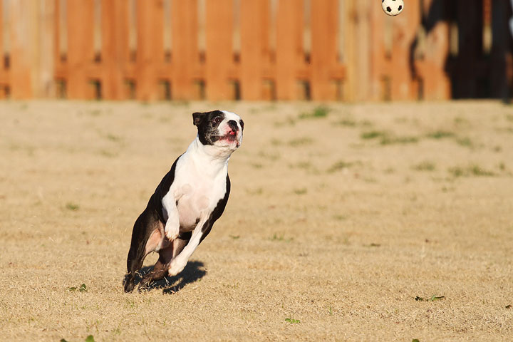 Make It or Miss It? Guess whether this Boston Terrier catches the frisbee! kevinandamanda.com