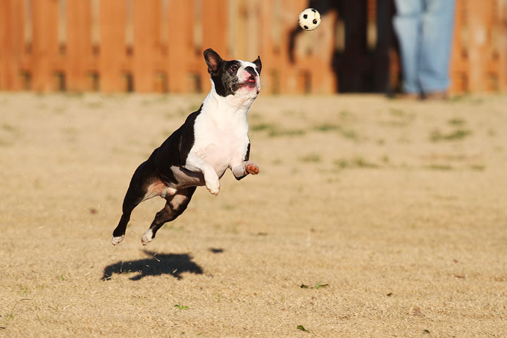 Make It or Miss It? Guess whether this Boston Terrier catches the frisbee! kevinandamanda.com