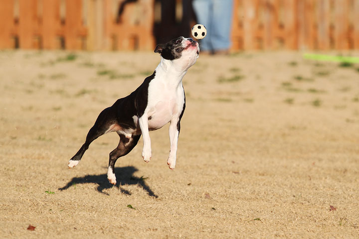 Make It or Miss It? Guess whether this Boston Terrier catches the frisbee! kevinandamanda.com