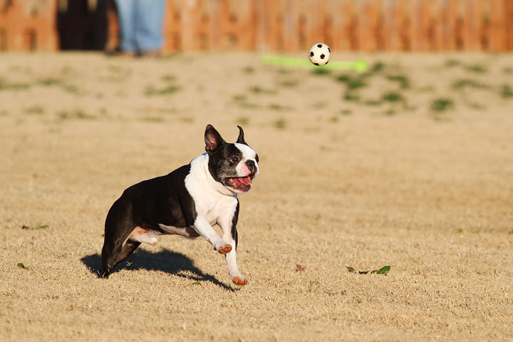 Make It or Miss It? Guess whether this Boston Terrier catches the frisbee! kevinandamanda.com