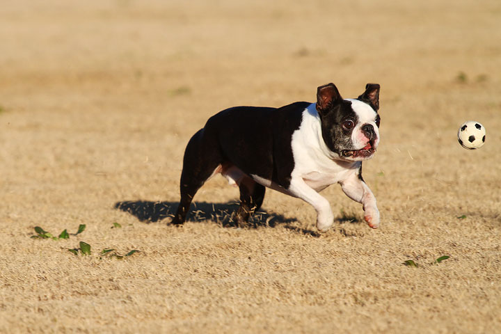 Make It or Miss It? Guess whether this Boston Terrier catches the frisbee! kevinandamanda.com