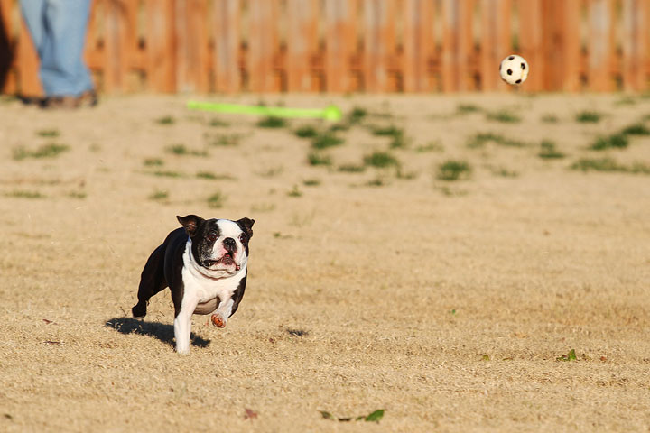 Make It or Miss It? Guess whether this Boston Terrier catches the frisbee! kevinandamanda.com