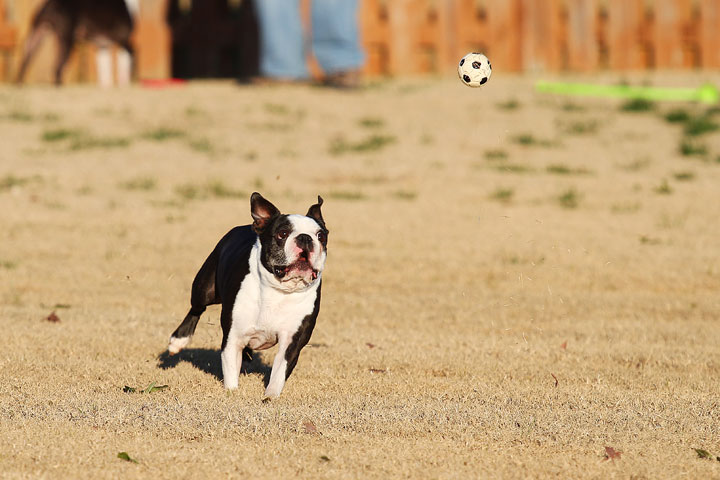 Make It or Miss It? Guess whether this Boston Terrier catches the frisbee! kevinandamanda.com