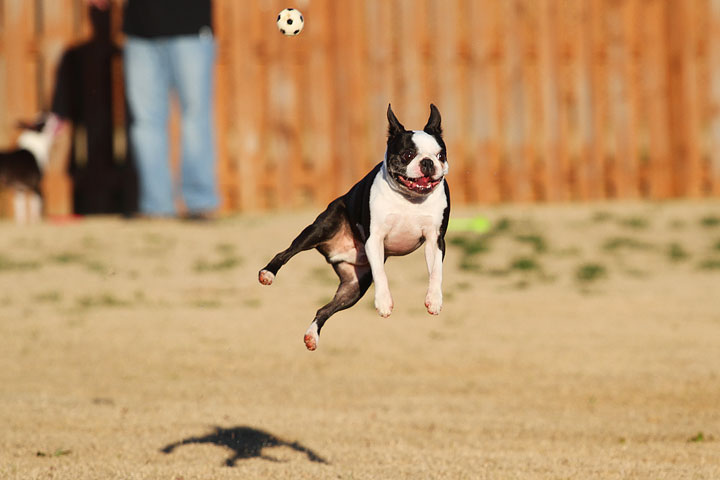 Make It or Miss It? Guess whether this Boston Terrier catches the frisbee! kevinandamanda.com