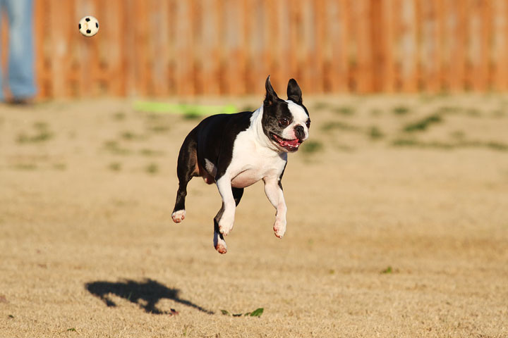 Make It or Miss It? Guess whether this Boston Terrier catches the frisbee! kevinandamanda.com