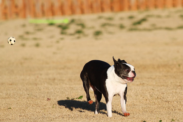 Make It or Miss It? Guess whether this Boston Terrier catches the frisbee! kevinandamanda.com