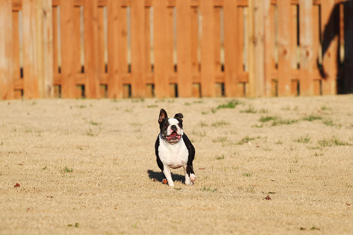 Make It or Miss It? Guess whether this Boston Terrier catches the frisbee! kevinandamanda.com