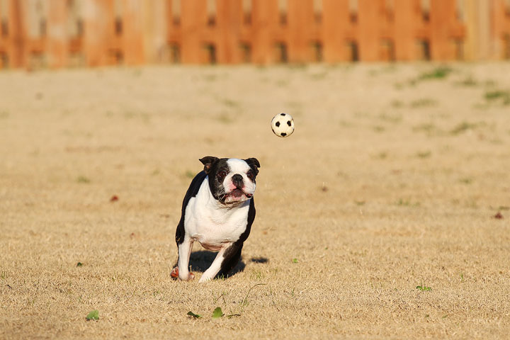 Make It or Miss It? Guess whether this Boston Terrier catches the frisbee! kevinandamanda.com