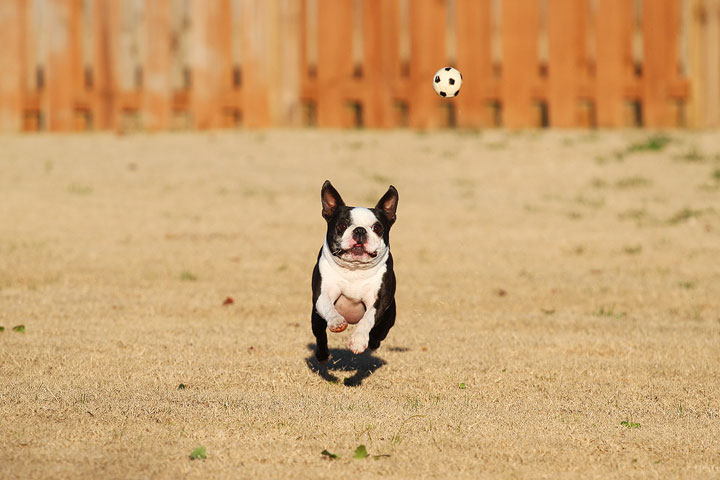 Make It or Miss It? Guess whether this Boston Terrier catches the frisbee! kevinandamanda.com