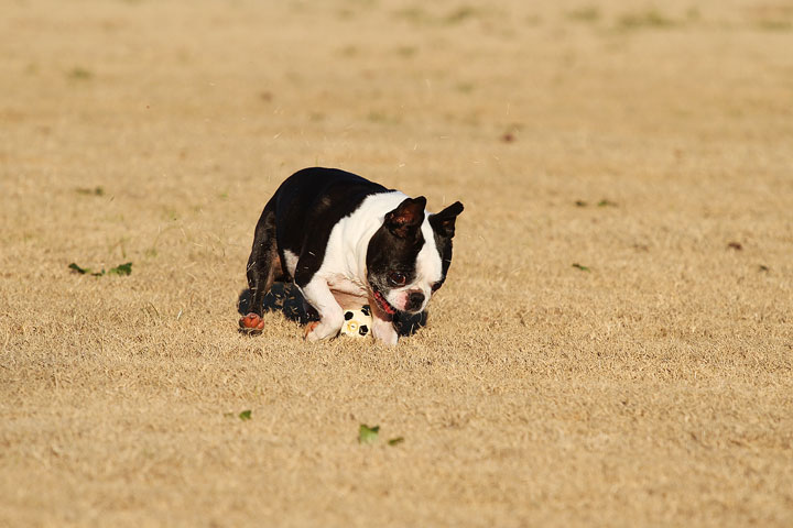 Make It or Miss It? Guess whether this Boston Terrier catches the frisbee! kevinandamanda.com