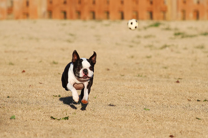 Make It or Miss It? Guess whether this Boston Terrier catches the frisbee! kevinandamanda.com