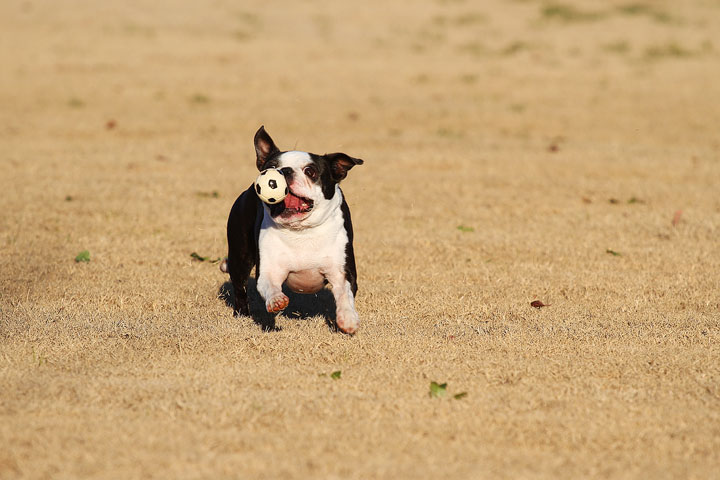 Make It or Miss It? Guess whether this Boston Terrier catches the frisbee! kevinandamanda.com